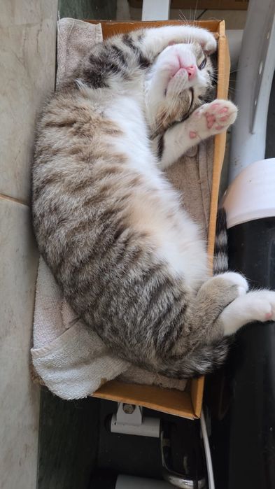 Отдам в хорошие ручки Изика