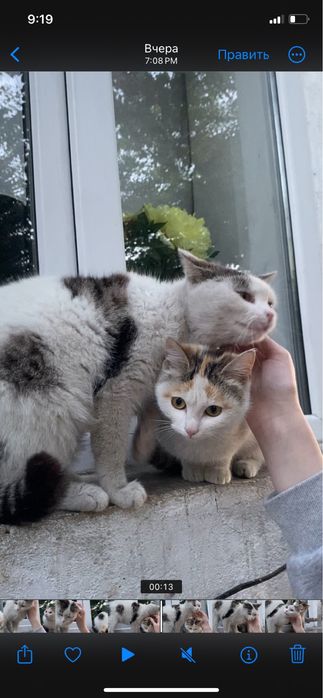 отдам котят в хорошие руки