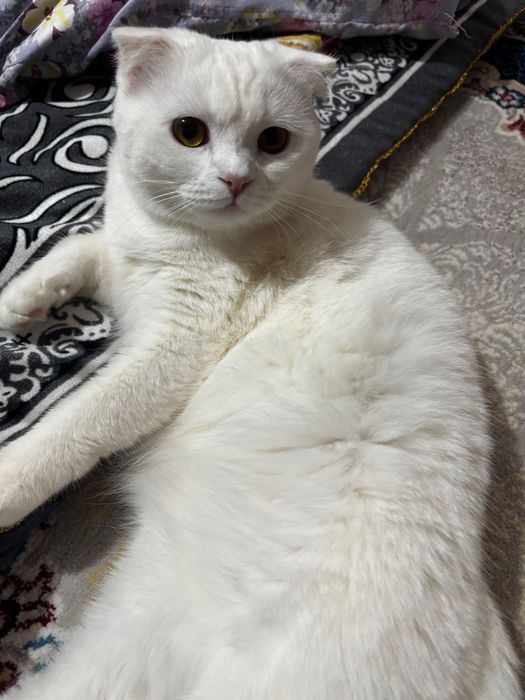 Британская кошка