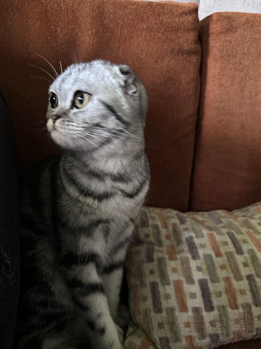 Кошка шотландская вислоухая