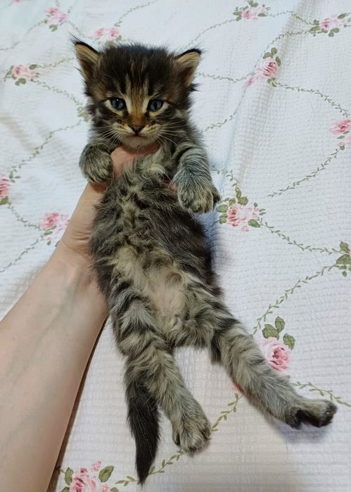 Кртята породистые в добрые руки!!