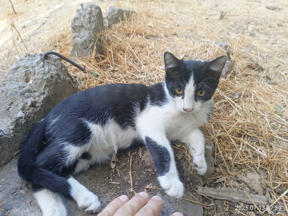 Кот Феликс для дома или квартиры