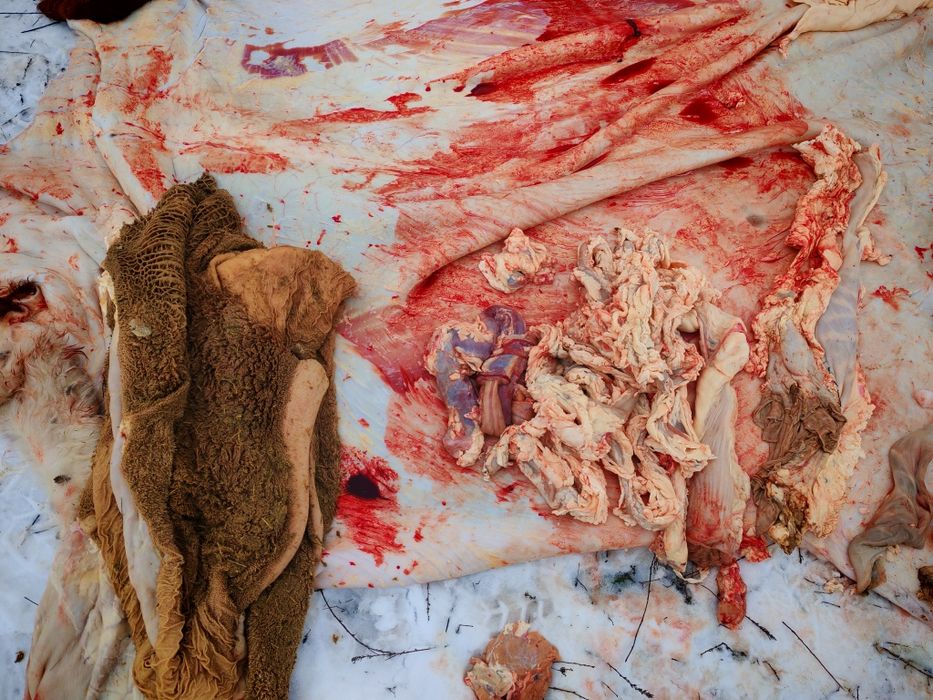 Семіз құнажын 3 жасар