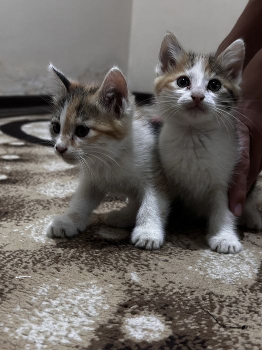 Котята Отдам за даром 2 месяца