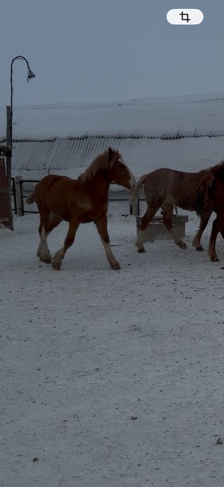 Жеребчики на племя