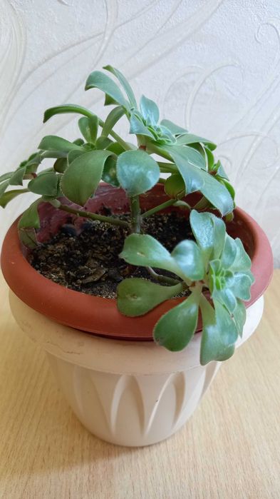 Комнатные цветы. Кактус, Алоэ, Эхеверия