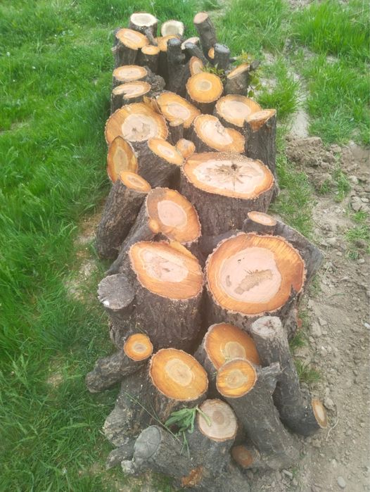 Ағаштар жаңа кесілген отын……….