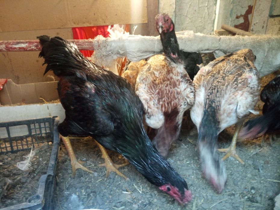 Тауық тауық тауық