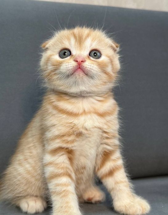 Продам Шотландских котят