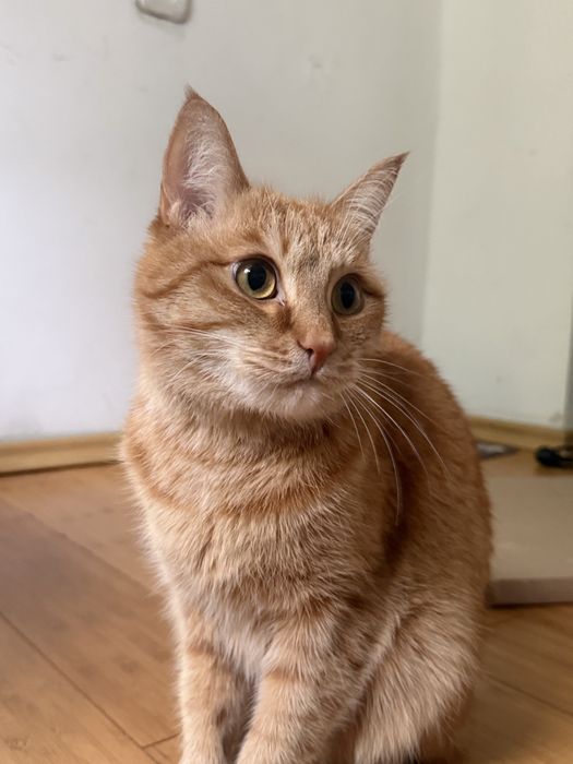 Отдам кота БЕСПАЛТНО