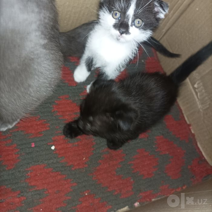 котята в добрын руки