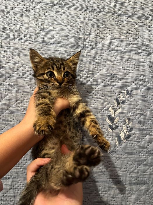 отдам котят в хорошие руки