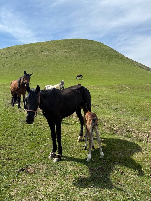 Жаңа туған бие бар