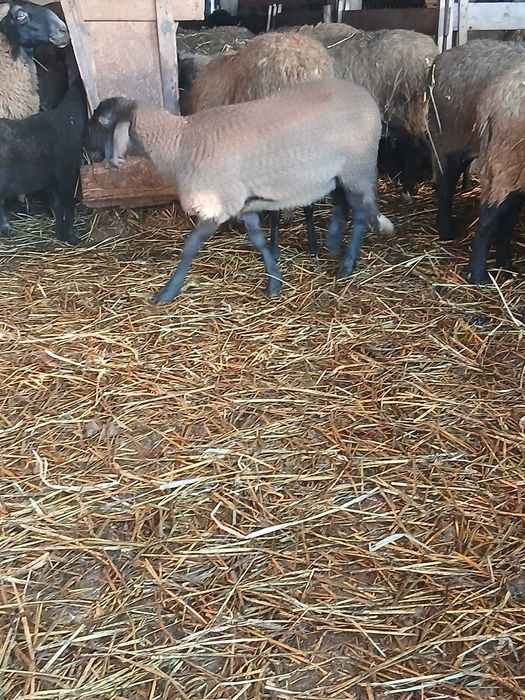 Mielute și berbecuți carabase