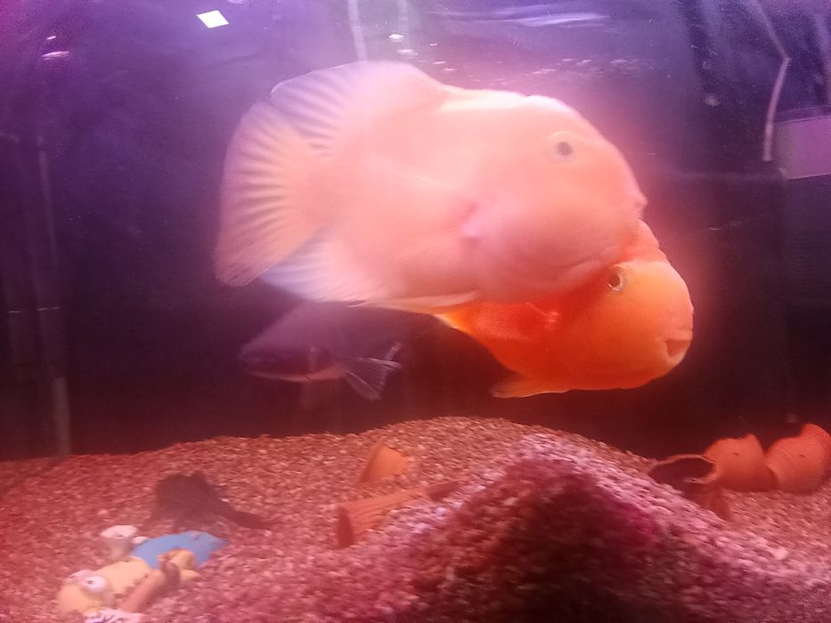 Продаётся рыбки аквариумные.