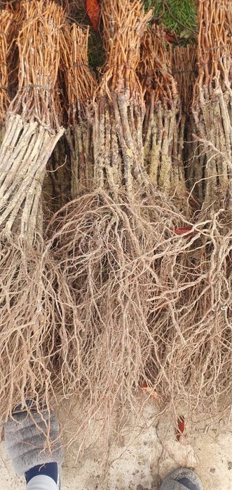 Butasi vita de vie toate soiurile masa vin hibride preturi avantajoase