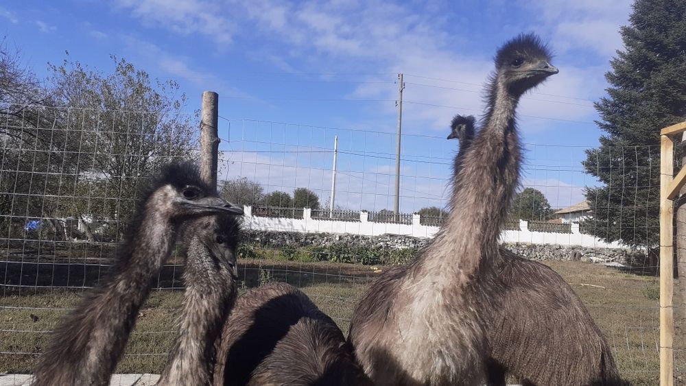 Мъжко ему на 4г.