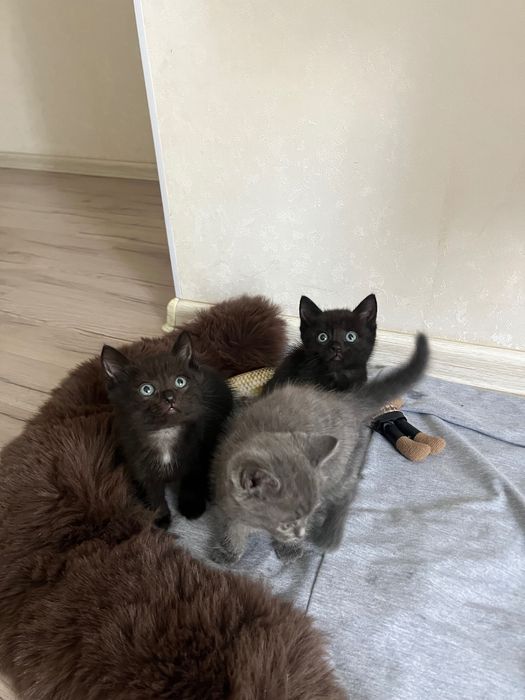 Котята полу породистые