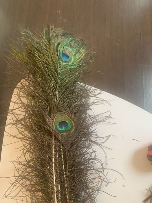 Пера от Паун!! Различна дължина!!