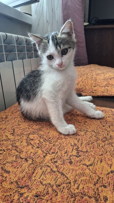 Котята (мальчики)