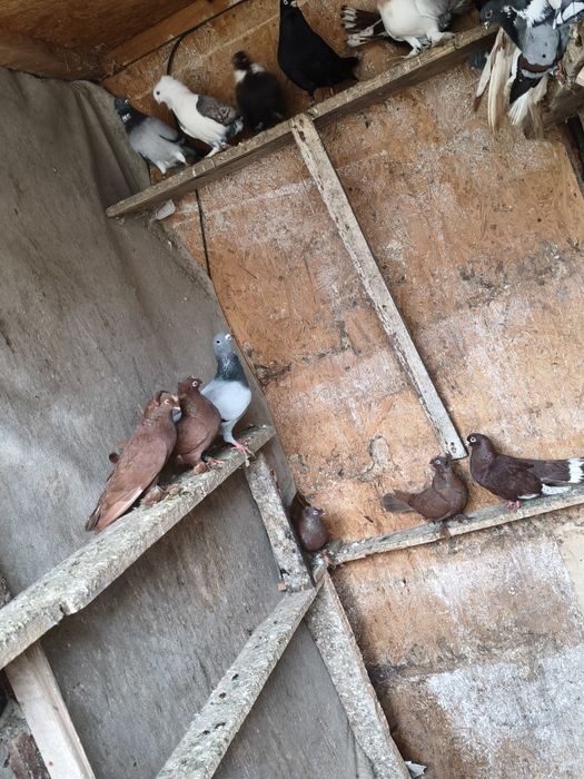 Vând porumbei diferite rase