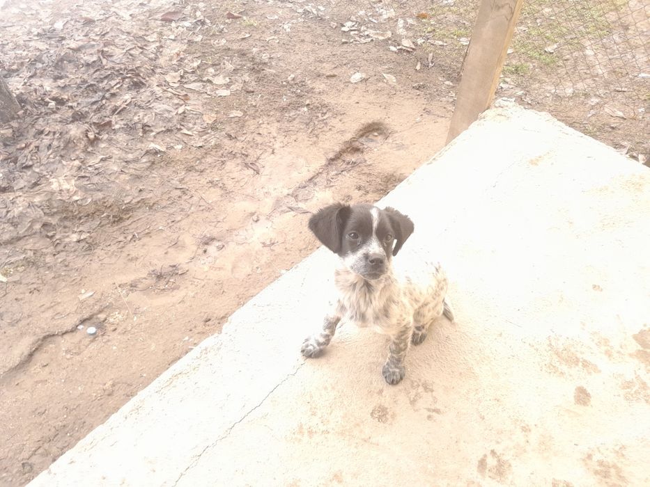 English Springer Spaniel Спаниель 

Английский спрингер-спаниель

Қысқ