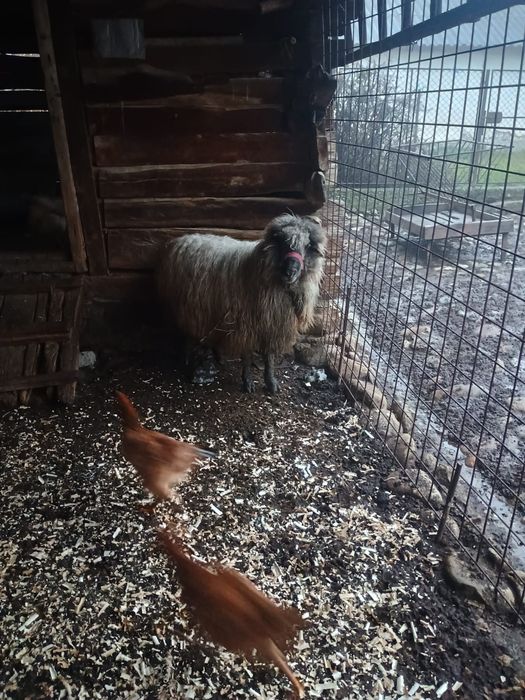 Vând berbece și 2 oi