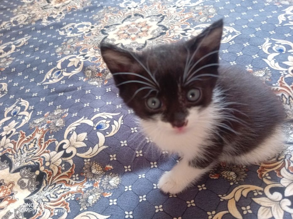 Хадияга бервораман