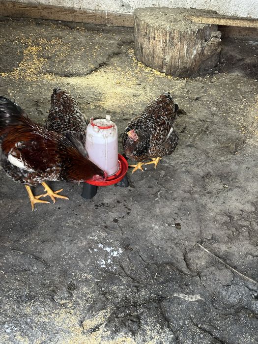 Vand oua de incubat Wiandotte si Sussex