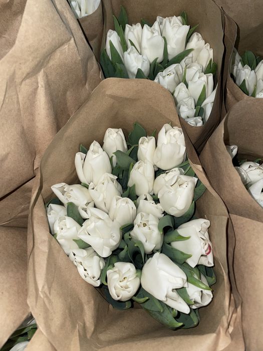 Тюльпаны гиганты 2026