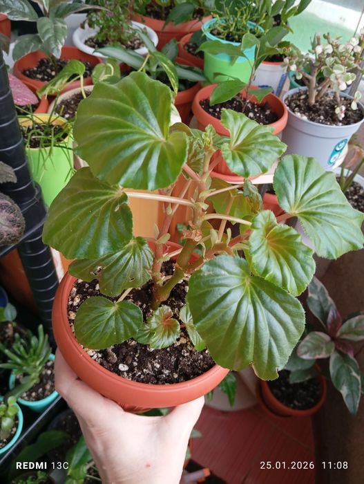 Продам комнатные растения