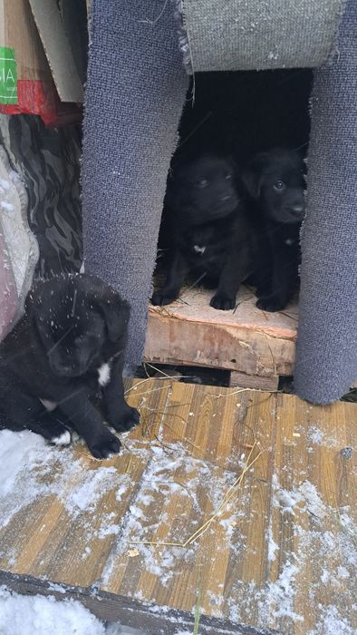 Продам щенков породистых