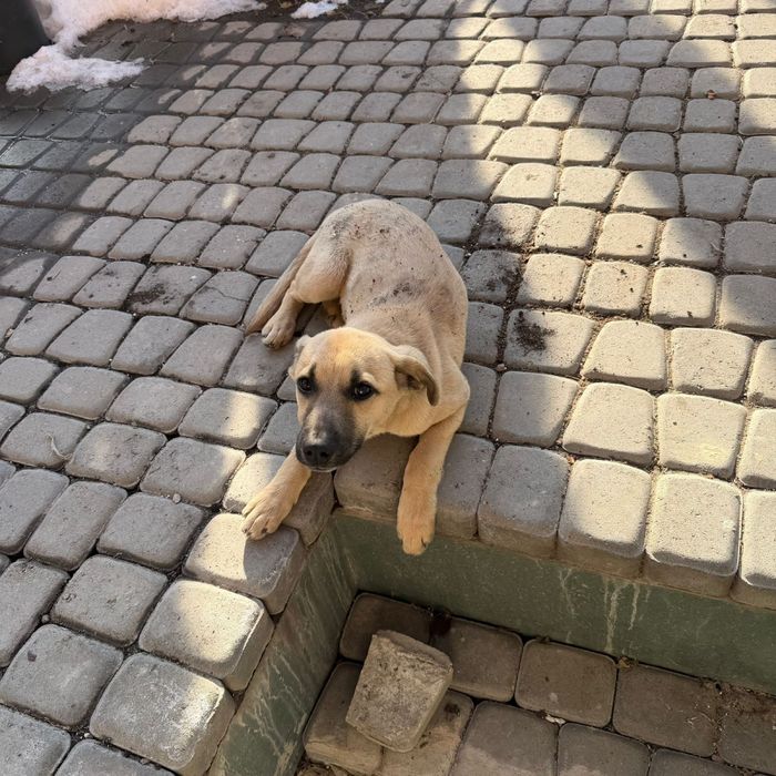 Щенок, ищет дом.