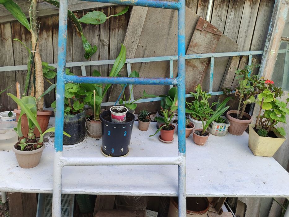 Продам комнатные цветы