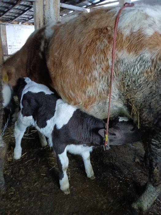 Vând doi taurasi baltati!