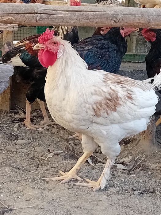 Xòrozlar sotiladi