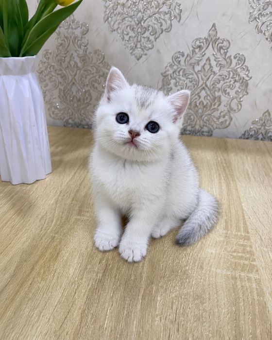 Серебристая шиншила