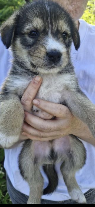 Adopție pui catel