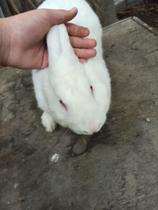 Zotdor serjun semis quyon sotiladi