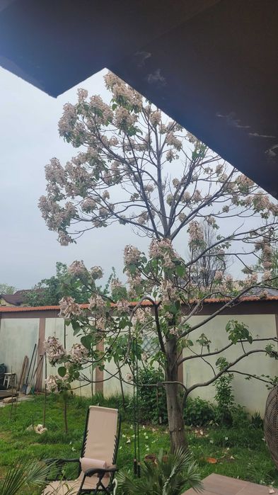 Copac paulownia 1- 3 m