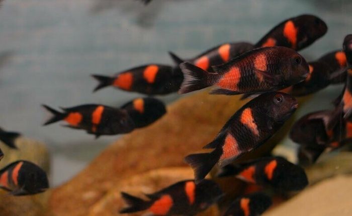 Африкански Цихлиди Танганика