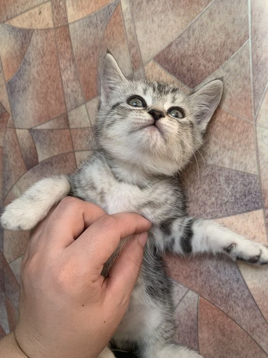 Девочка в добрые руки