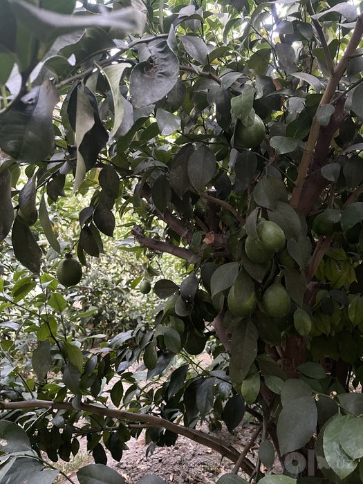Limon daraxti (serhosil) sotiladi
