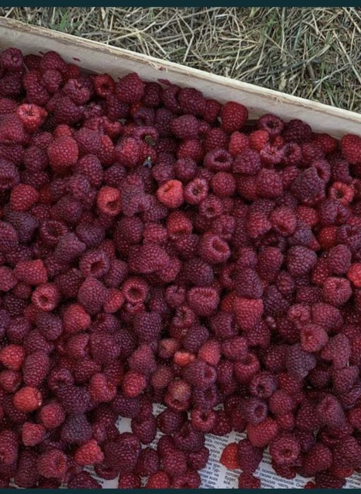Продам саженцы малины