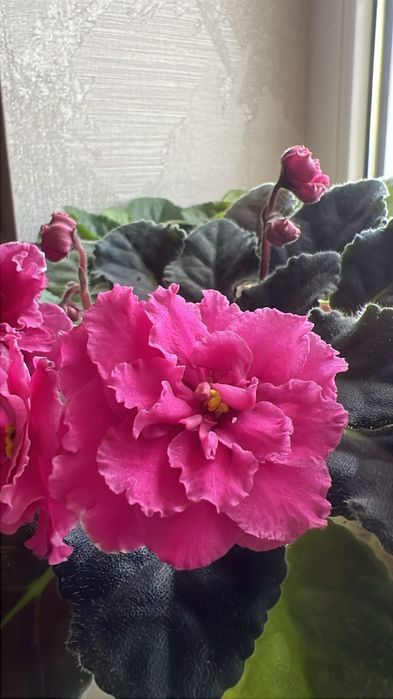 Продам фиалки разных цветов