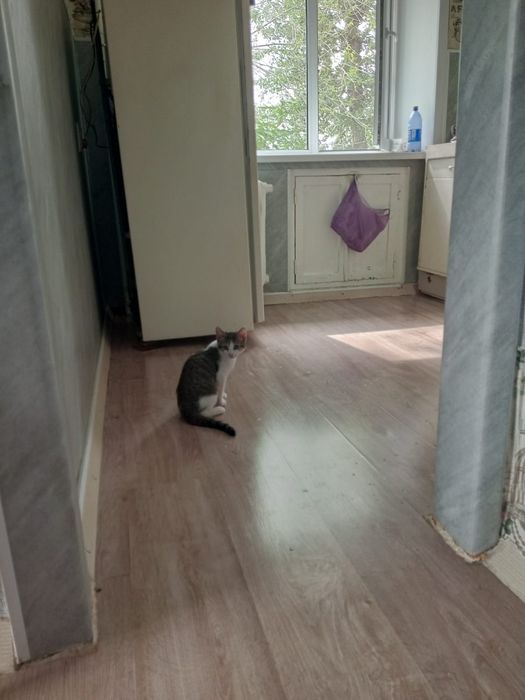Отдам кота бесплатно