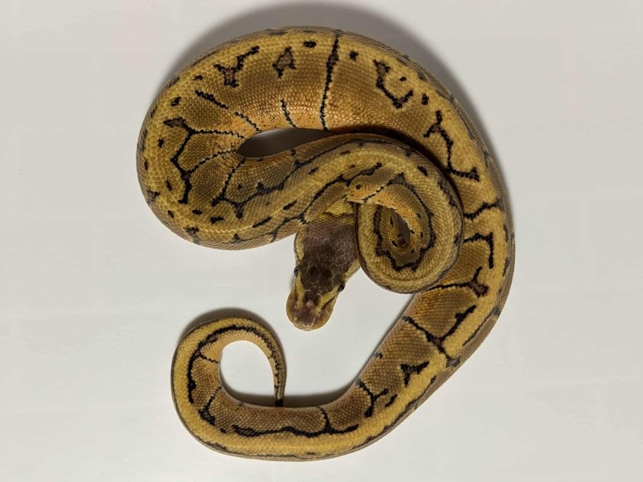 Кралски Питони - Различни разцветки