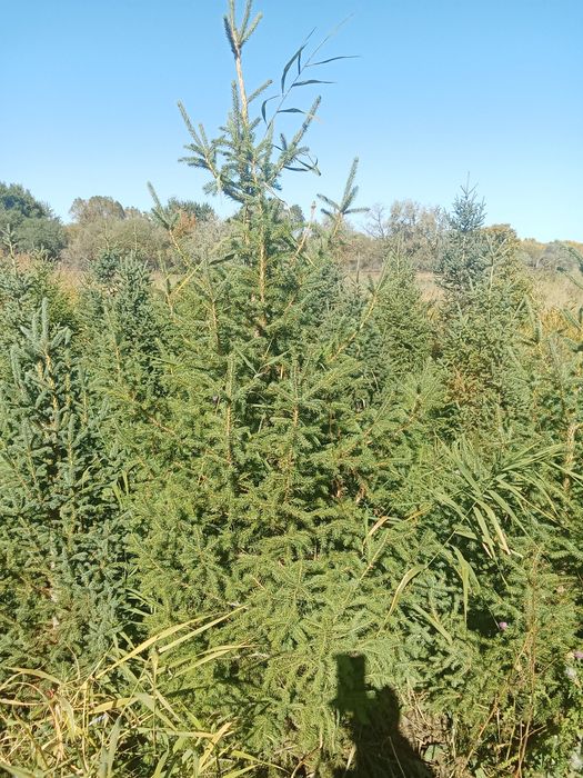 Ёлки европейские