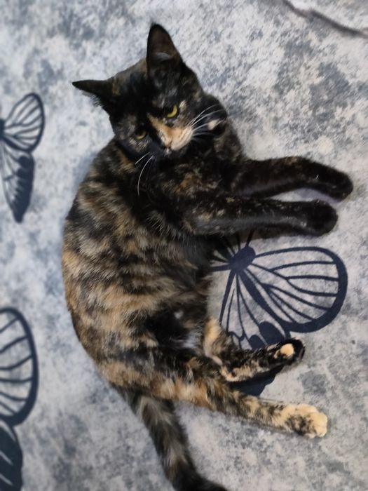 Животные кошка девочка