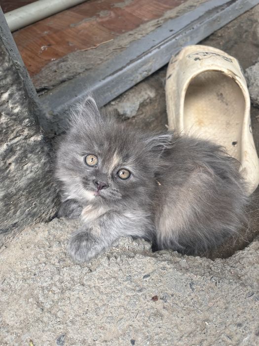 Отдам котят в хорошие руки